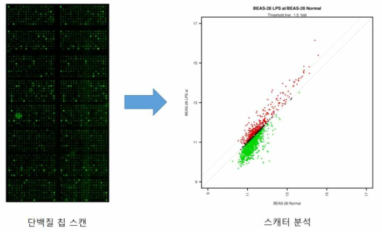 단백질칩 스캔 및 scatter 분석