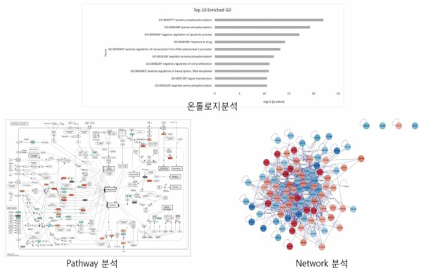 Ontology, pathway, network 분석