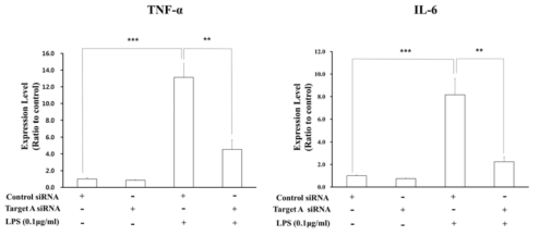 분자표적A의 knockdown이 염증성 cytokine 발현에 미치는 영향