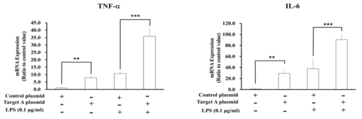 분자표적A의 overexpression이 염증성 cytokine 발현에 미치는 영향