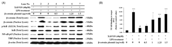 분자표적A의 용량별 overexpression이 NF-kB signaling(A) 및 NF-kB activity(B)에 미치는 효과