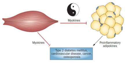 다양한 질병에 영향을 주는 Adipokine과 Myokines의 역할