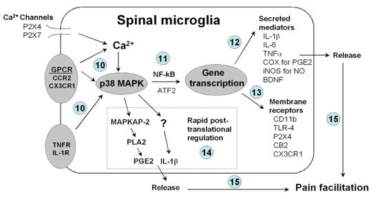미세아교세포에서 p38 MAPK 신호전달