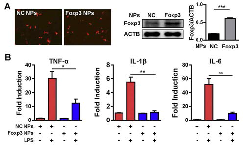 Foxp3 NPs efficiently inhibit the transcription of proinflammatory mediators in LPS-stimulated BV2 cells