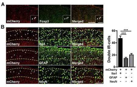 Foxp3 NPs mainly localize in the spinal microglia of SNL-induced rats