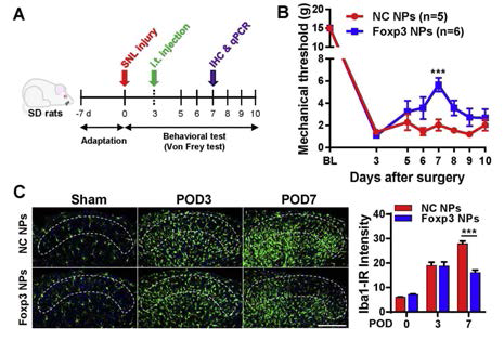 Foxp3 NPs notably attenuate the mechanical hypersensitivity of rats with SNL by reducing spinal microglia activation