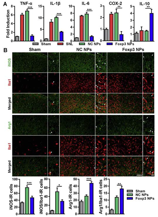 Foxp3 NPs modulate the expression of neuropathic pain-related genes in the spinal dorsal horn of SNL-induced rats