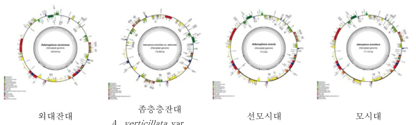 분석된 잔대속 8분류군의 엽록체 게놈 지도