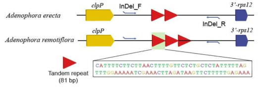 rps12-clpP IGS지역의 tandem.