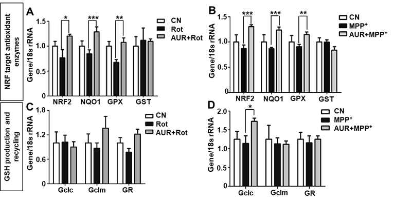 Rotenone과(A,C) MPP+(B,D) 처리 세포에서 auraptene 이 항산화 효소의 mRNA 발현을 증가시킴