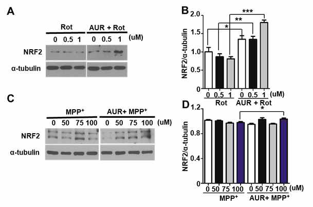 Rotenone과(A,B) MPP+(C,D) 처리 세포에서 auraptene 이 항산화 효소의 단백질 발현을 증가시킴