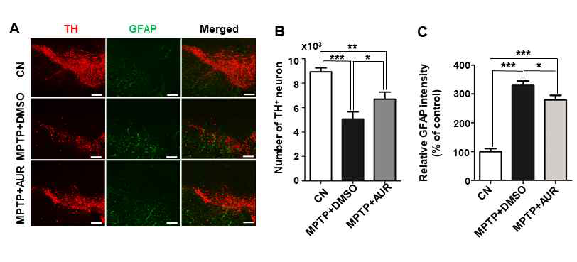 MPTP와 aurapente 주입 마우스의 substantia nigra에서 TH와(A,B) GPFP(C)발현