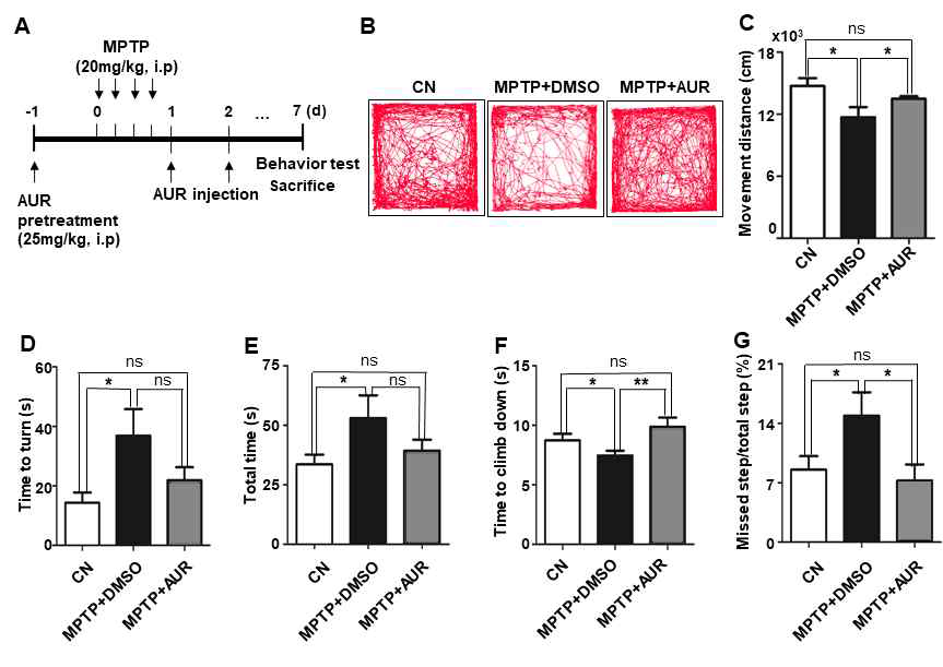 MPTP 와 auraptene 주입 마우스의 open field test (A-C)와 vertical grid test(D-G) 결과