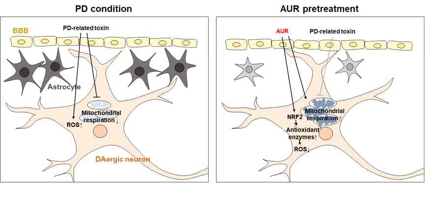 Auraptene의 신경독소 유도 도파민 신경세포 사멸 보호기전