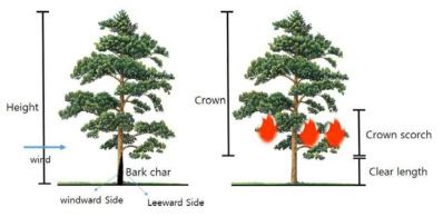 산불 발생 후 피해목의 불자국 높이의 측정
