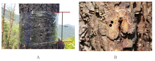피해수목 100cm 내의 천공성 해충 관련 구멍조사(A) 및 피해수목의 수간에 형성된 천공성 해충 침입공 흔적(B)