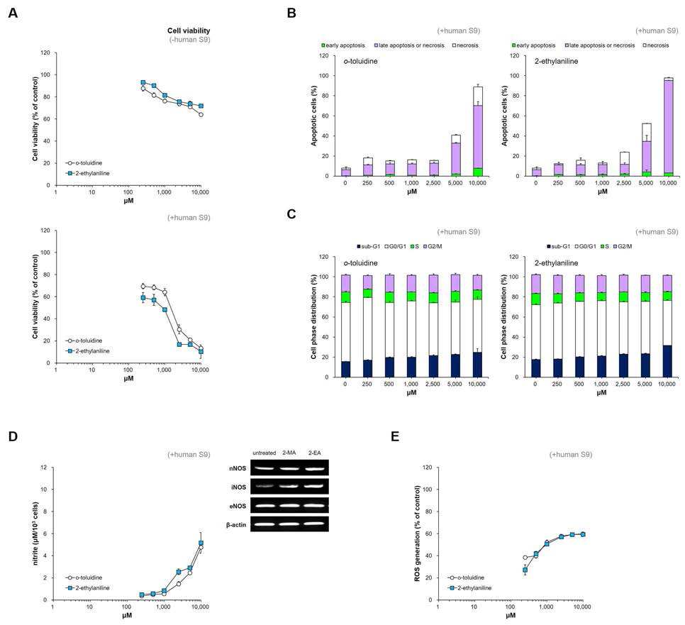 Dose-dependent of cell survival (A), apoptosis (B), cell cycle (C), nitric oxide synthase mRNA expression (5000 μM), and nitric oxide (D) and reactive oxygen species (ROS) (E) productions after 6 h treatment with o-toluidine and 2-ethylaniline in UROtsa cells. Data represent mean ± S.D. for three measurements