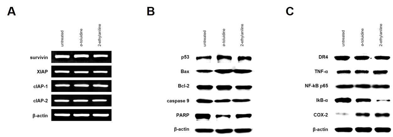 mRNA expression (A) and western blotting showing changes in the levels of p53, Bax, Bcl-2, caspase 9 and PARP (B) and DR4, TNF-α, NF-κB, IκB-α and Cox-2 (C) in UROtsa cells after treatment with 5000 μM of o-toluidine와 2-ethylaniline