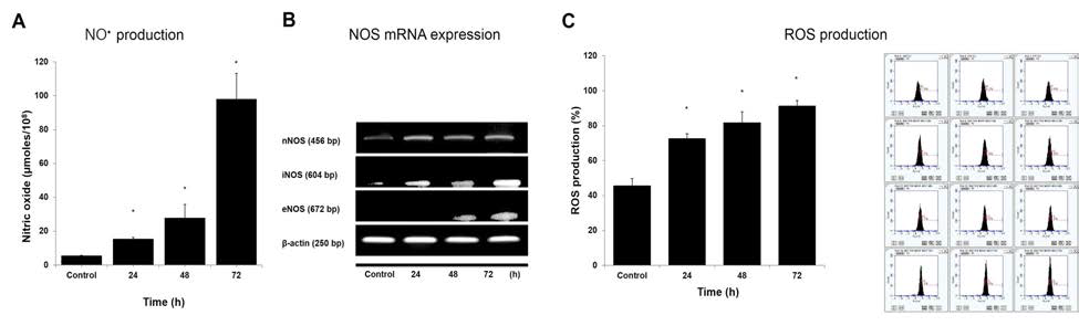 Nitric oxide production (A), NOS mRNA expression (B) and ROS production (C) after treatment with 400 μM of MEHP in TK6 cells. Data represent mean ± S.D. for three measurements. *p < 0.05 compared to the control by Student’s t-test
