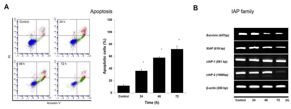 Apoptosis (A), induced IAP family expression (B) after treatment with 400 μM of MEHP in TK6 cells. Data represent mean ± S.D. for three measurements. *p < 0.05 compared to the control by Student’s t-test