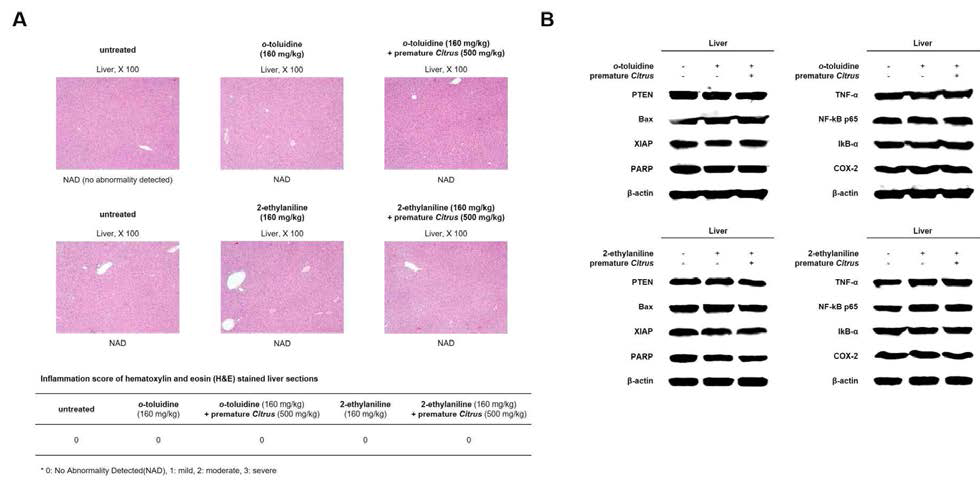 Histopathological assessment (A) and western blotting showing changes in the levels of PTEN, Bax, XIAP, PARP, TNF-α, NF-κB, IκB-α and Cox-2 (B) in mice liver after treatment with o-toluidine와 2-ethylaniline