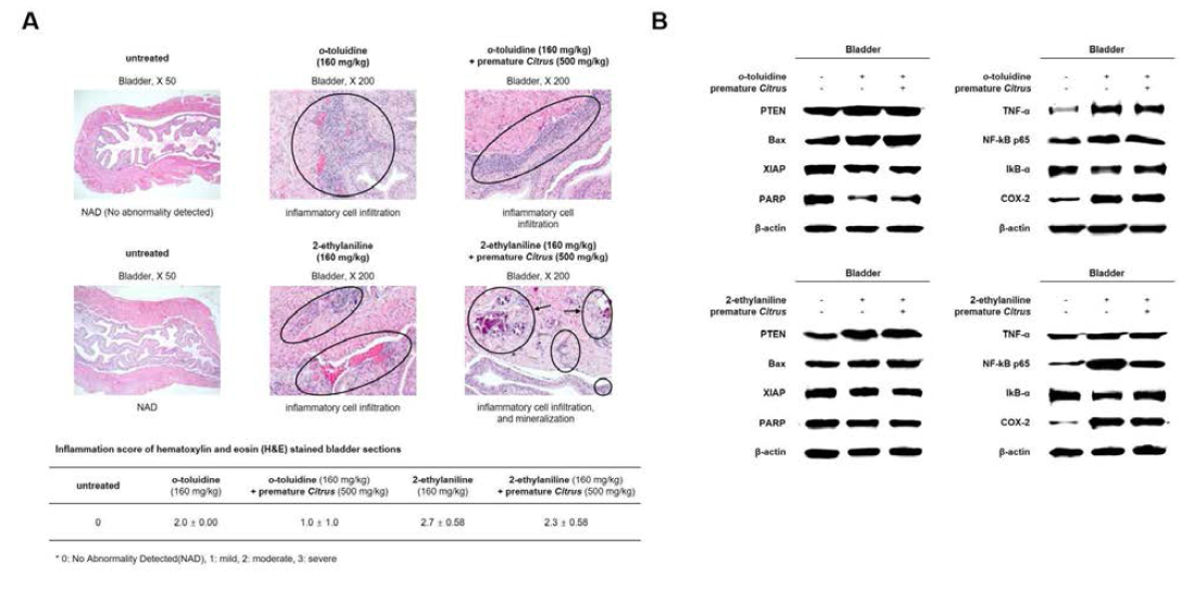 Histopathological assessment (A) and western blotting showing changes in the levels of PTEN, Bax, XIAP, PARP, TNF-α, NF-κB, IκB-α and Cox-2 (B) in mice bladder after treatment with o-toluidine와 2-ethylaniline