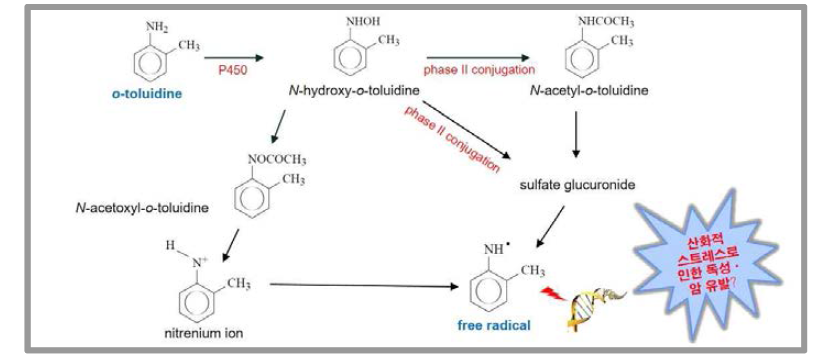 o-toluidine의 독성·암 발생기전 연구를 위한 가설