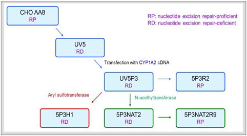 대사과정 연구에 사용된 CHO 세포주 NAT, N-acetyltransferase; AST, aryl sulfortransferase