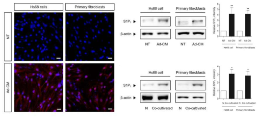 The expression of S1P1 was significantly increased under obesity-like condition in Hs68 fibroblast cells and primary skin dermal fibroblasts