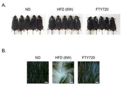 FTY720 inhibited the development of hair loss in obese mice