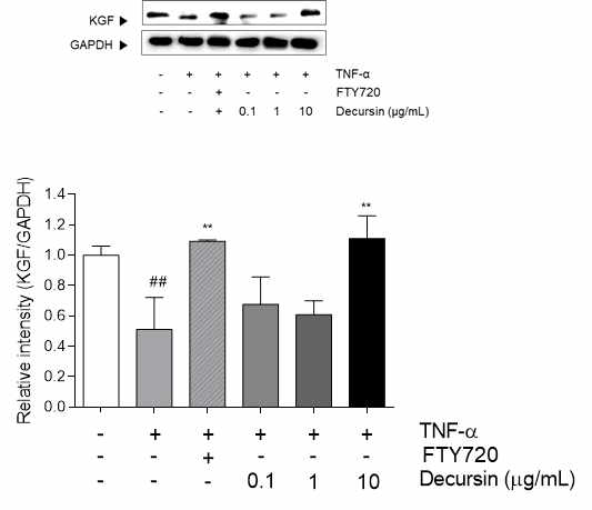 Expression of KGF in TNF-α-induced HS68 cells