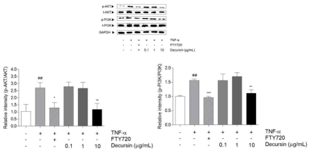 Expression of AKT and PI3K in TNF-α-induced HS68 cells