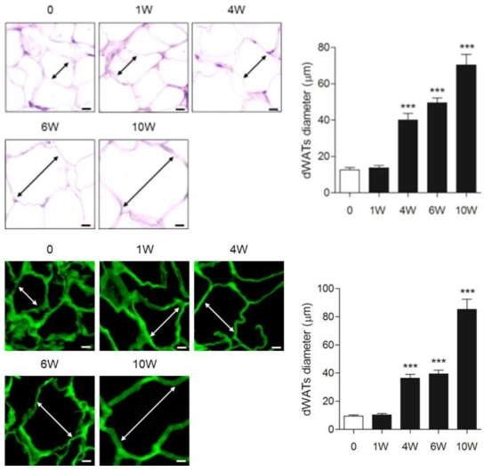 Fat diameter derived from dermal adipocyte was enlarged by HFD-induced obesity