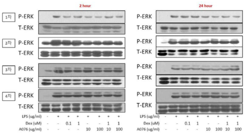 대식세포 RAW264.7 cell에서 A076과 DEX의 병용처리가 p-ERK에 미치는 영향