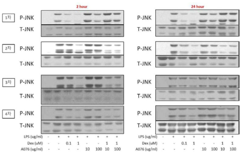 대식세포 RAW264.7 cell에서 A076과 DEX의 병용처리가 p-JNK에 미치는 영향