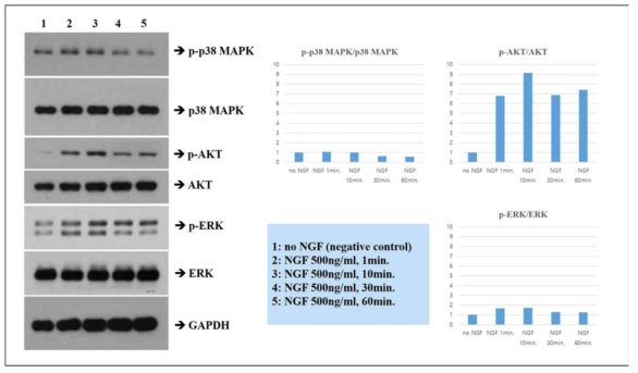일차배양 한 DRG 신경세포에 NGF를 처리하였을 때 시간대별 protein kinase 지표들의 변화 (좌) western blot 결과, (우) phosphorylated protein kinase와 normal form간의 ratio 그래프