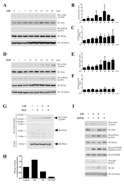 DRG 신경세포 세포주, F11, 에 LIF (50ng/mL) 또는 NGF (100ng/mL)를 각각 단독 또는 병합처리하였을 때 TrkA (A-C) 및 PP2Aα (D-F) 인산화 여부 및 정도의 비교 분석. Immunoprecipitation을 통해 LIF 또는 NGF 처리 시 phospho TrkA와 PP2Aα의 결합 여부 분석 (G, H). TrkA inhibitor인 K252a 처리에 따른 TrkA, p38 MAPK, Akt의 LIF에 대한 반응 양상의 변화 분석 (I)