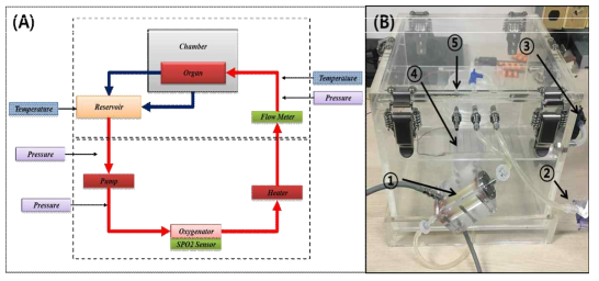 보존액의 순환과 온도, 압력, 순환량을 유지하기 위한 순환회로 도식도(A) 및 제작 (B).(➀Small Pneumatic Pulsatile Pump, ➁Pressure Sensor, ③Water Pump, ➃ Hearting Pad, ➄Temperature Sensor)