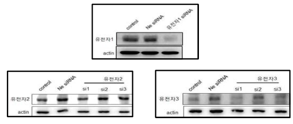 탐색된 유전자의 치은섬유아세포의 발현양상