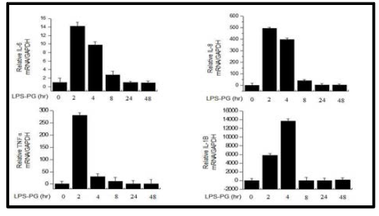 LPS-PG 유도 후 inflammatory cytokine 발현확인 (왼)