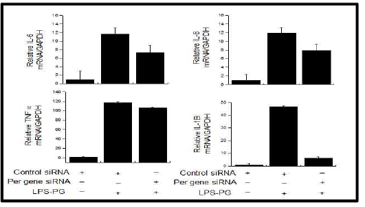 LPS-PG 유도 후 per gene 억제에 의한 inflammatory cytokine 발현 억제효과 (오)