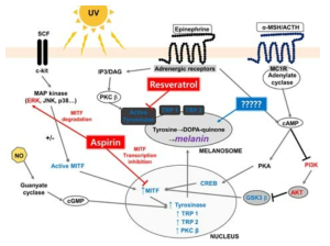 멜라닌합성 기전 및 조절물질