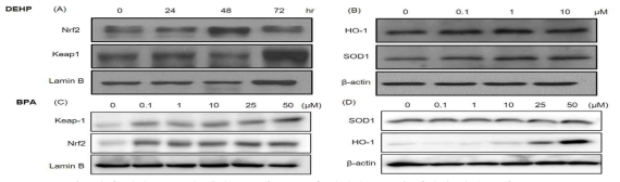 HaCaT 세포에서 환경호르몬에 의한 Nrf2와 Keap1과 항산화 효소의 단백질 발현 효과