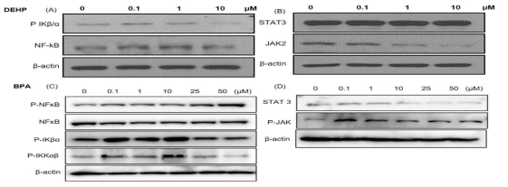 HaCaT 세포에서 환경호르몬에 의한 NF-κB/IKKαβ와 JAK/STAT의 단백질 발현 변화