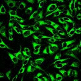 HeLa cells에 2번 compound의 confocal 이미지