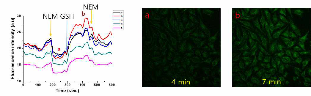 세포 내 저해제와 GSH처리시 형광변화량