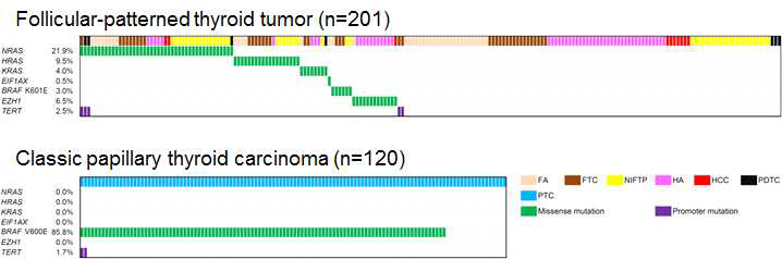 201례의 follicular-patterned thyroid tumor와 120례의 classic papillary thyroid carcinoma에서 분석한 RAS-like mutations의 패턴