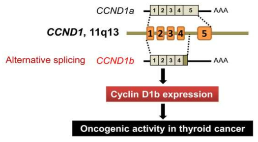 갑상선암에서 CCND1b splice variant의 생성과 cyclin D1b 단백질 발현에 따른 암진행 과정을 밝힌 논문의 개요