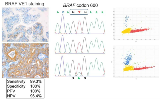 BRAF V600E(VE1) 면역염색의 유용성에 대한 결과