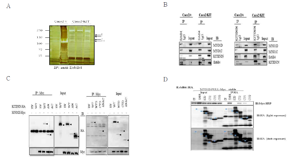 막단백질 KITENIN과 결합하는 MYO1D 단백질 동정과 MYO1D의 KITENIN/ErbB4복합체와의 결합 부위 규명